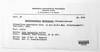 Cladosporium iridis image